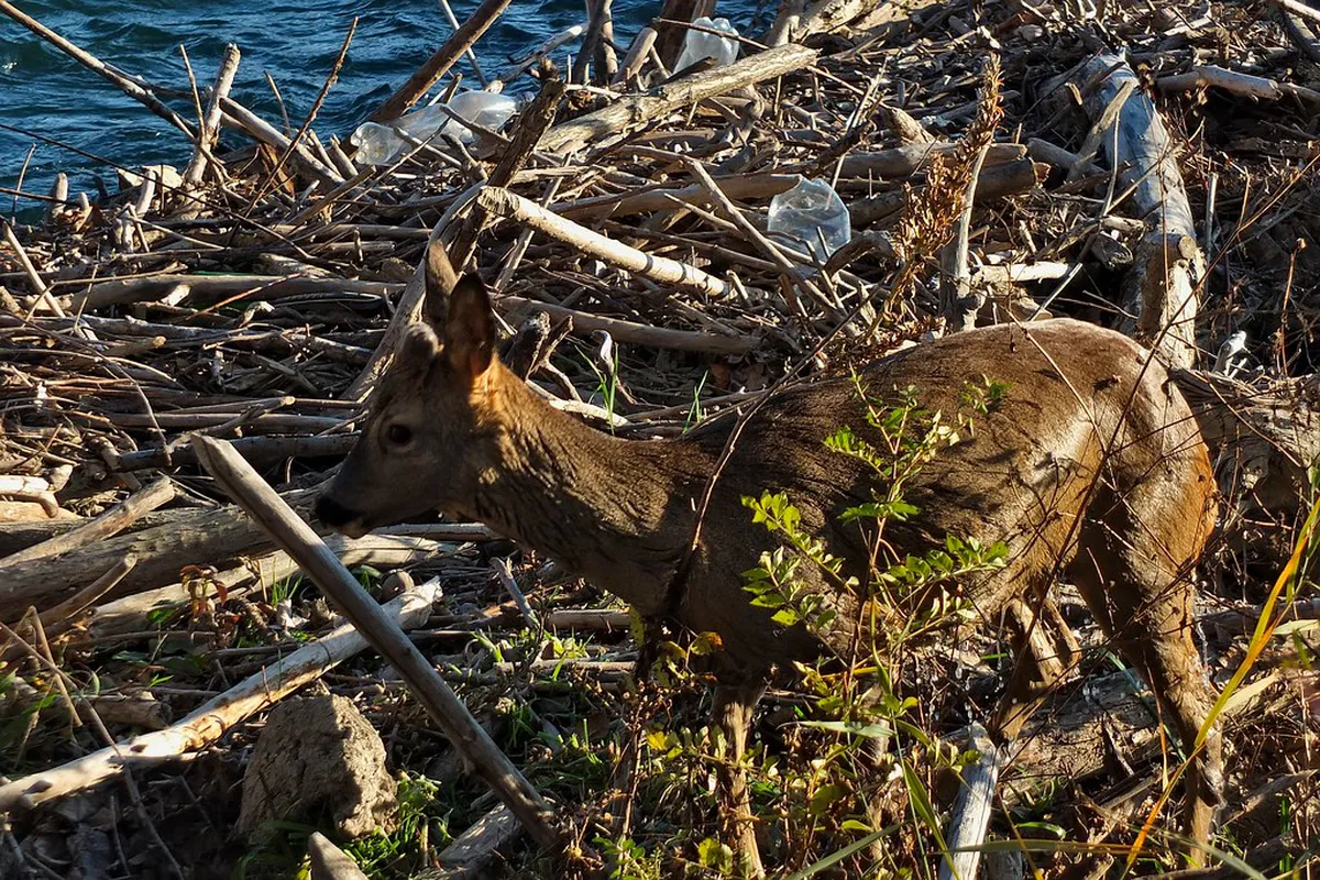 Deer Leap Lookout Hiking Path: 11 Best Things to Do