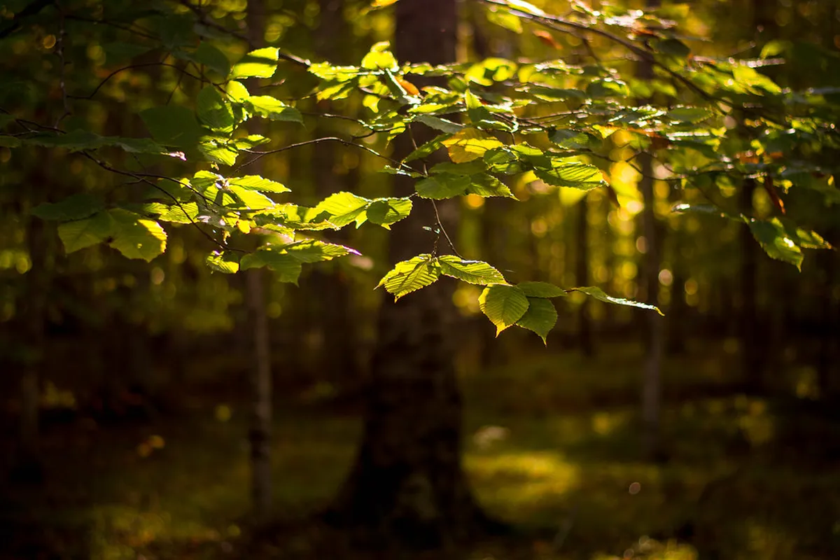 Visit Olomouc, Czechia: 2026 Travel Guide to Sights & Hidden Gems