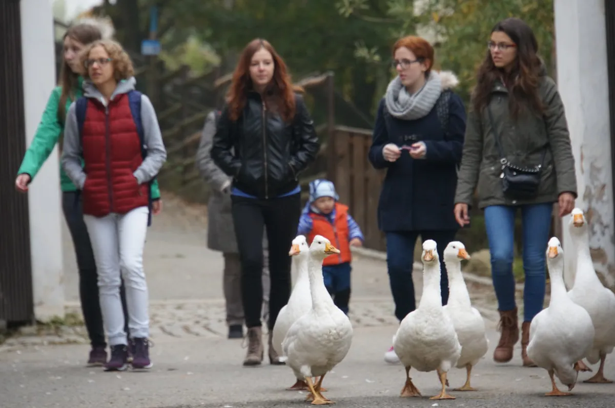 Plzeň Zoo and DinoPark Review: Is It Worth It?